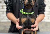 Prodaju se prelepi štenci dobermana, starosti 2 meseca