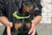 Prodaju se prelepi štenci dobermana, starosti 2 meseca