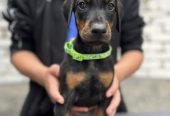 Prodaju se prelepi štenci dobermana, starosti 2 meseca
