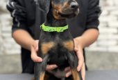 Prodaju se prelepi štenci dobermana, starosti 2 meseca