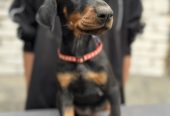 Prodaju se prelepi štenci dobermana, starosti 2 meseca