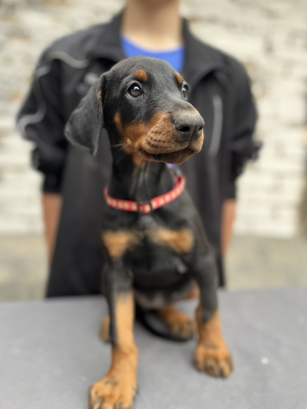 Prodaju se prelepi štenci dobermana, starosti 2 meseca