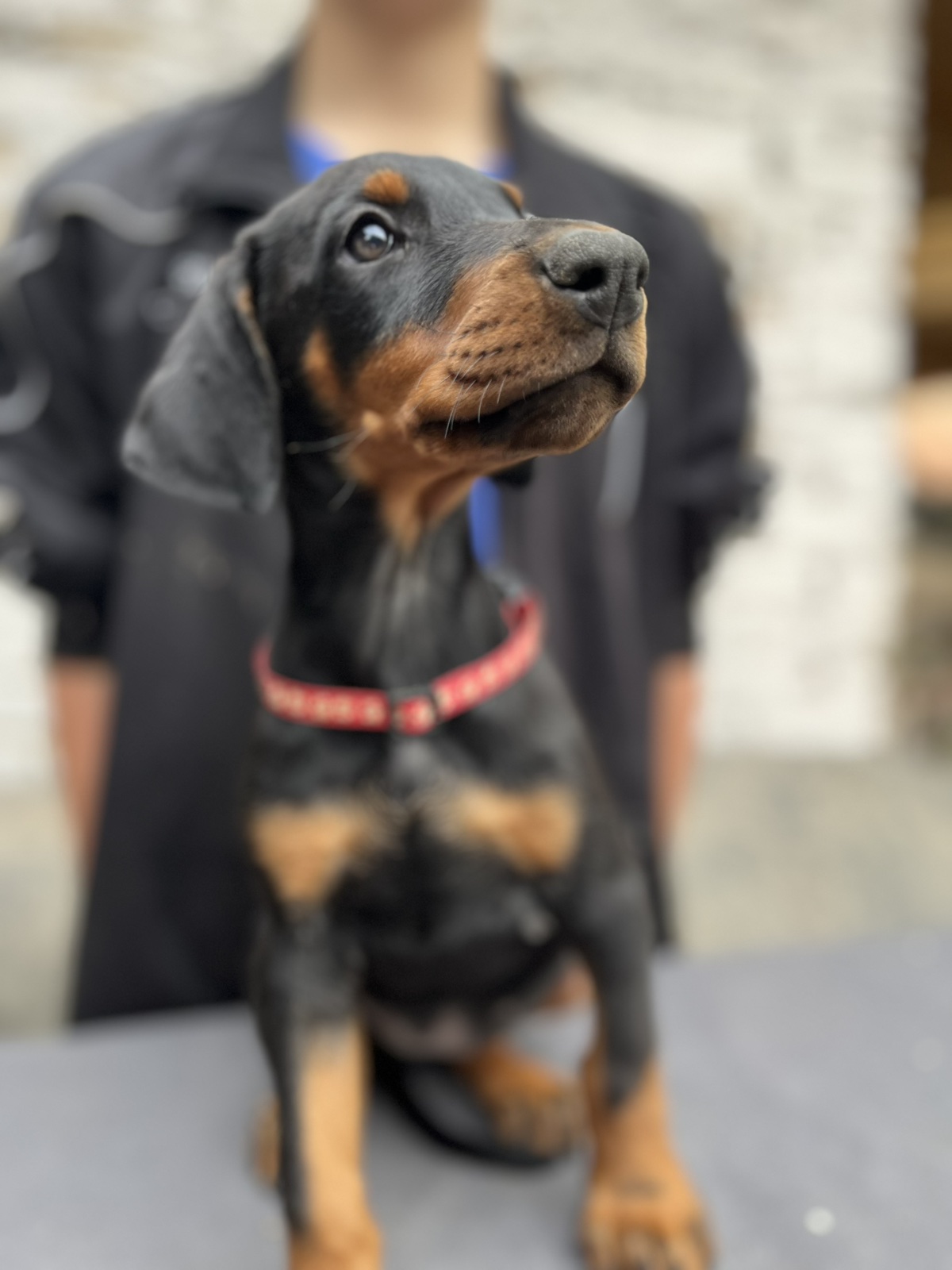 Prodaju se prelepi štenci dobermana, starosti 2 meseca