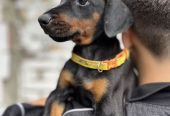 Prodaju se prelepi štenci dobermana, starosti 2 meseca